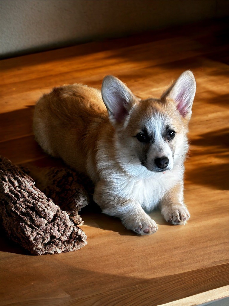 Les Welsh Corgi Pembroke de l'affixe Mini's Red Mountain