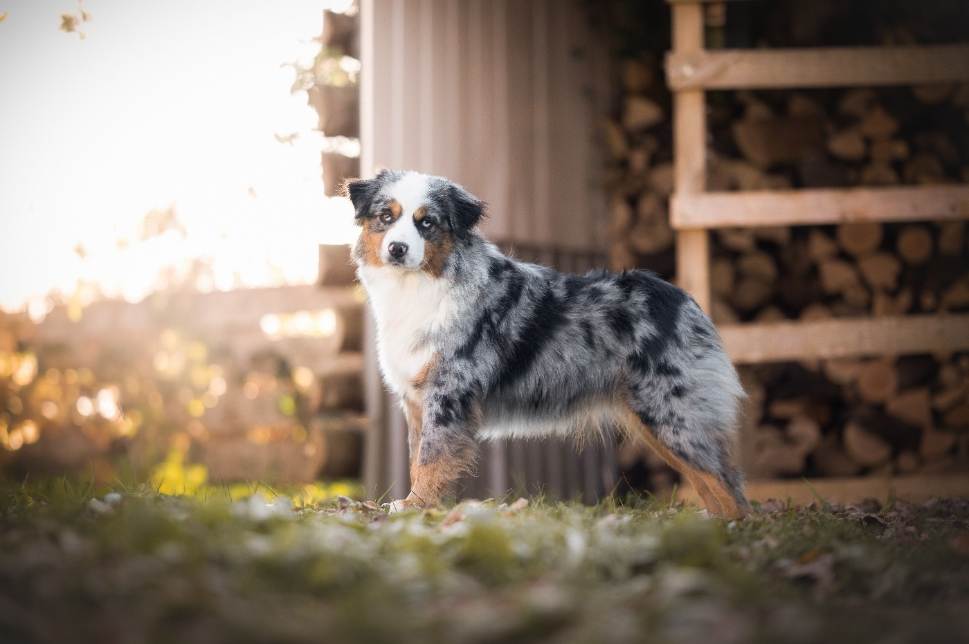 Virtual millennium starlet Du Domaine Des Perles D'Ambène