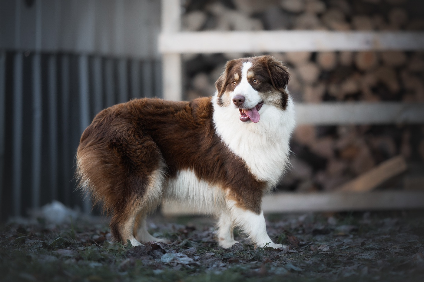 Mini's Red Mountain Versace jewel