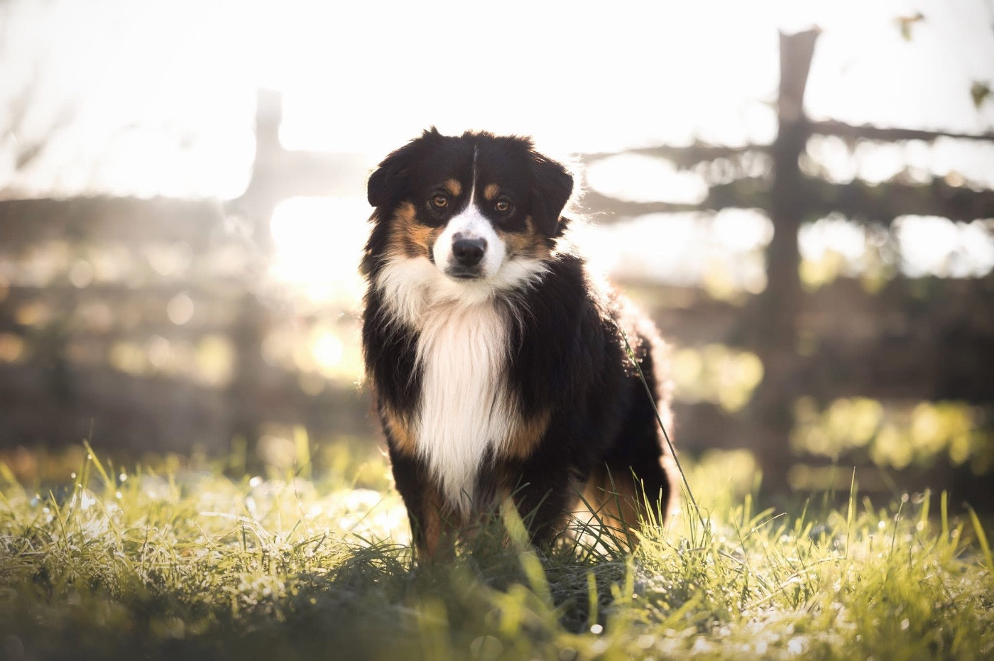 Vvonderful black doll Des Plaines De Barbizon