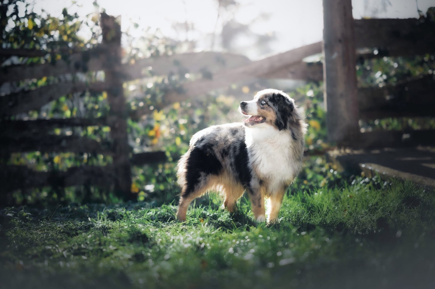 sweet world Quick honor blaze