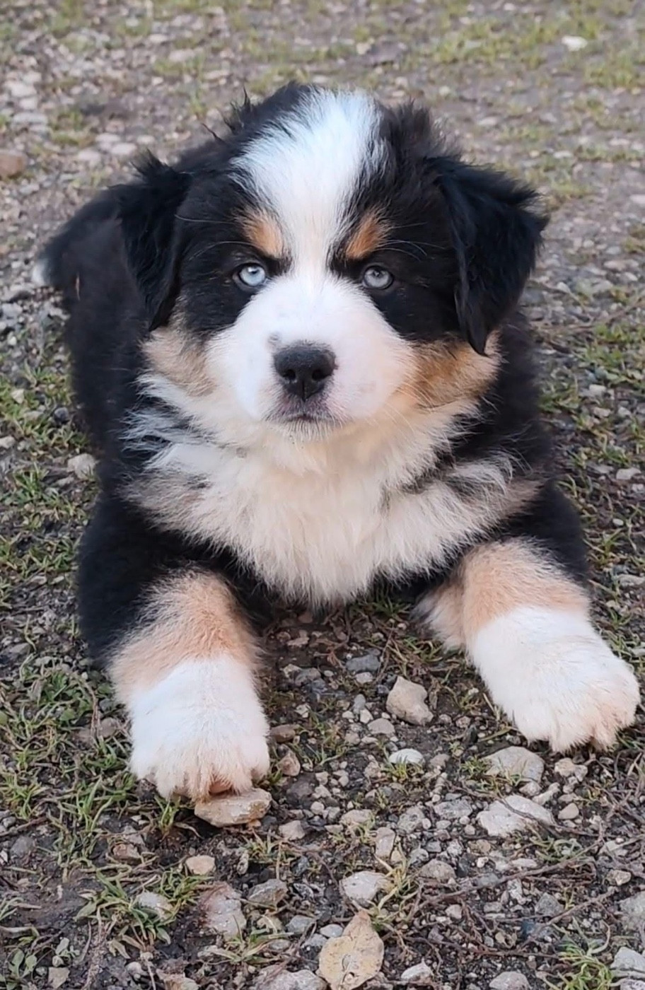 Attila Du Domaine De Poupet