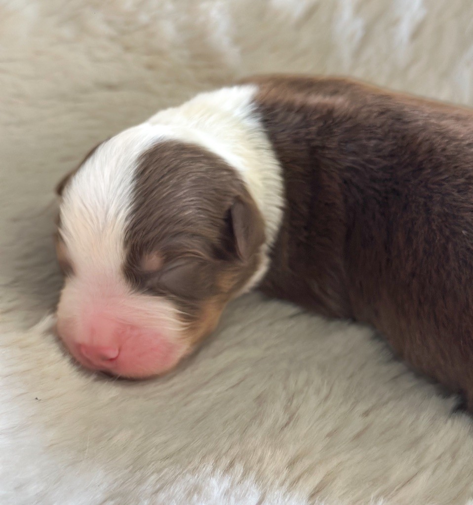 Mini's Red Mountain - Chiots disponibles - Berger Américain Miniature 