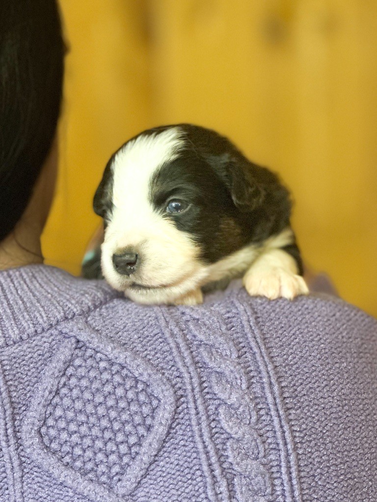 Mini's Red Mountain - Chiots disponibles - Berger Américain Miniature 
