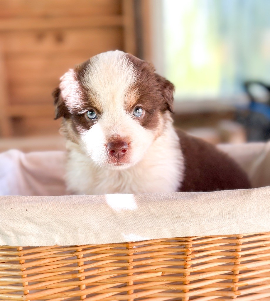 Mini's Red Mountain - Chiots disponibles - Berger Américain Miniature 