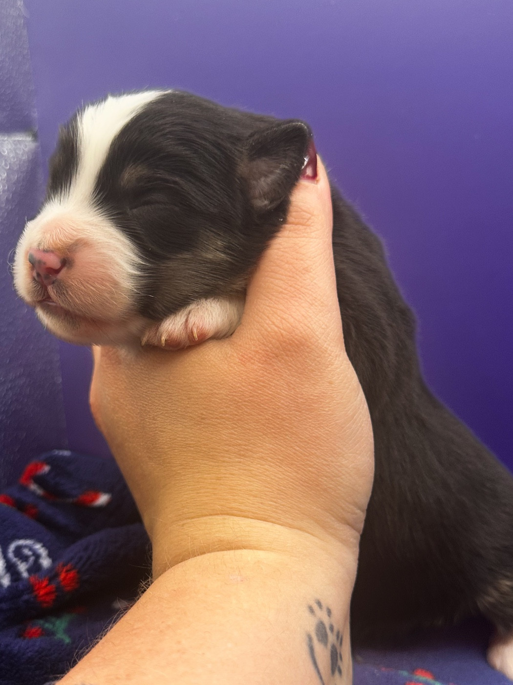 Mini's Red Mountain - Chiots disponibles - Berger Américain Miniature 