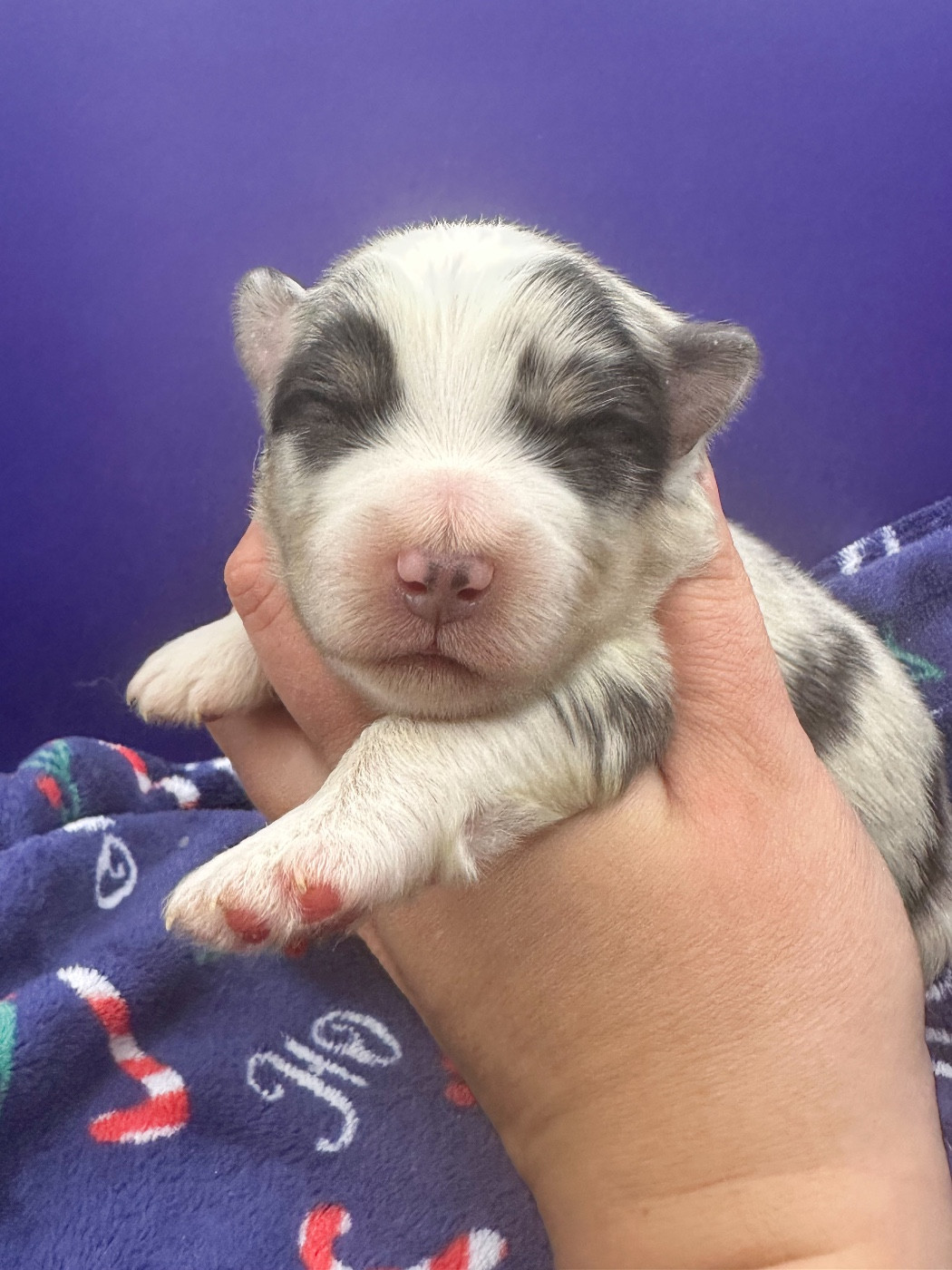 Mini's Red Mountain - Chiots disponibles - Berger Américain Miniature 