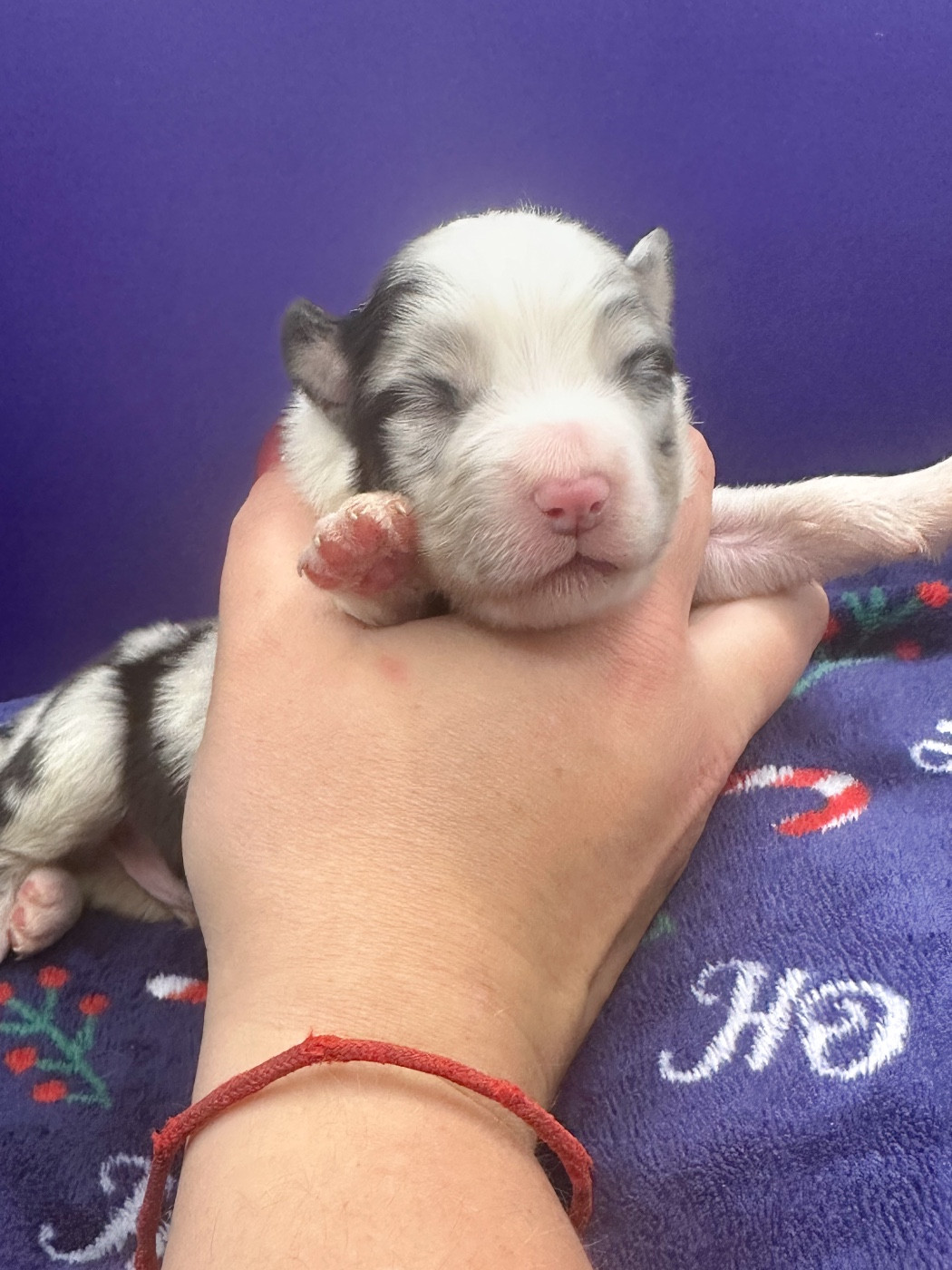 Mini's Red Mountain - Chiots disponibles - Berger Américain Miniature 