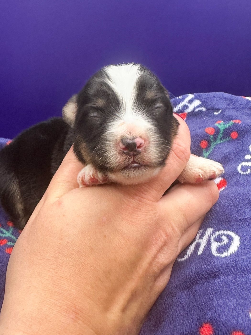 Mini's Red Mountain - Chiots disponibles - Berger Américain Miniature 