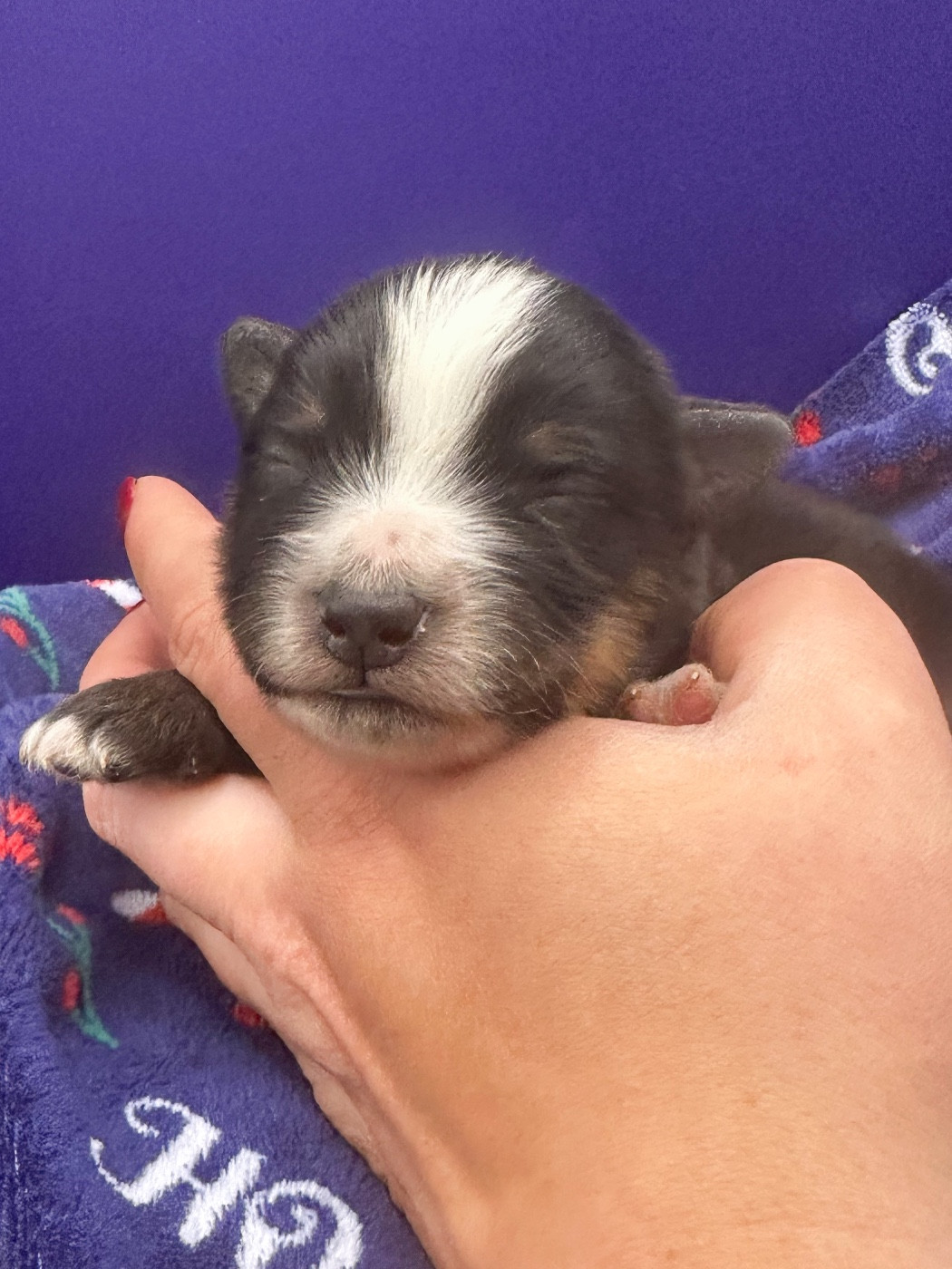 Mini's Red Mountain - Chiots disponibles - Berger Américain Miniature 