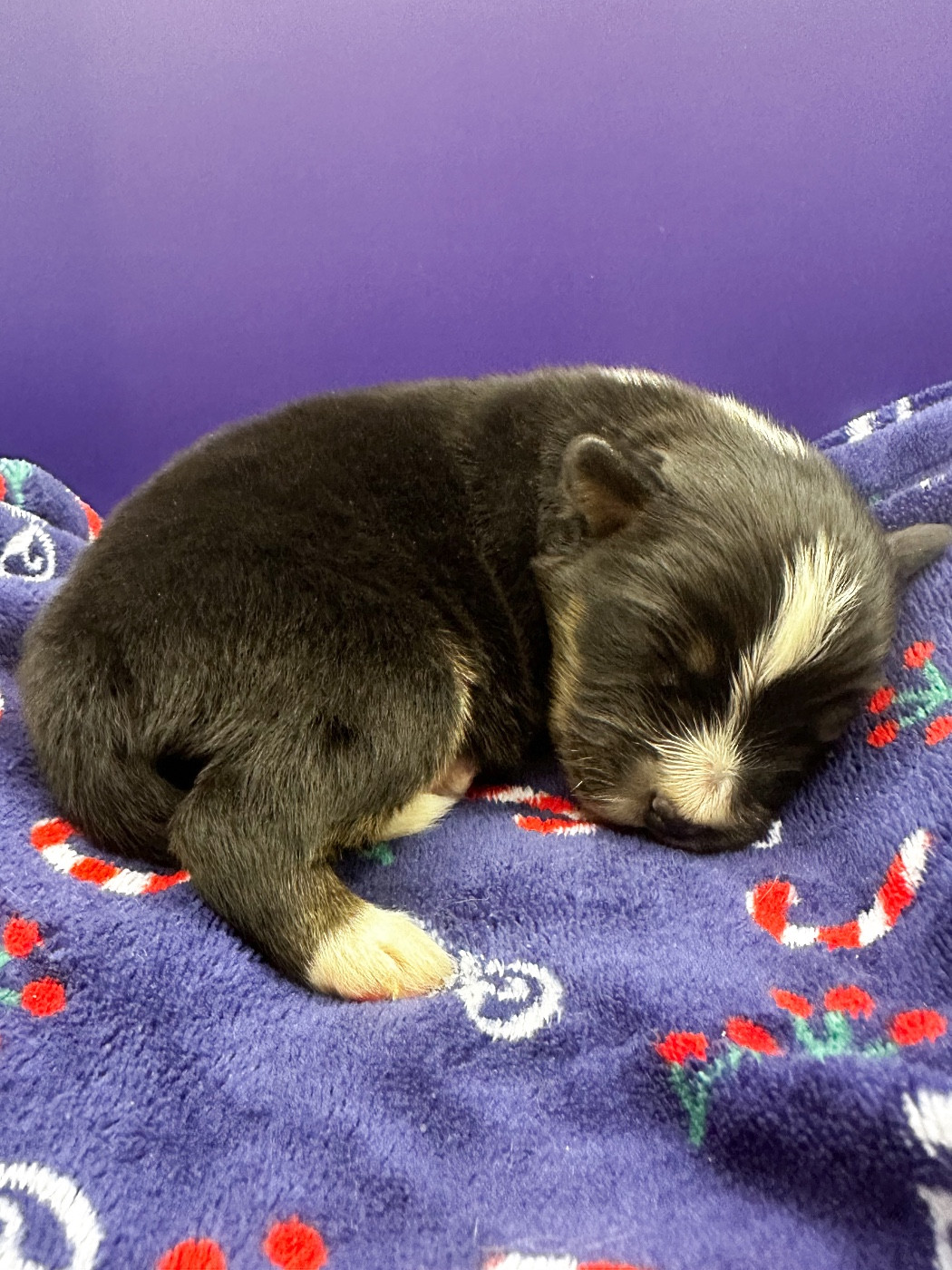 Mini's Red Mountain - Chiots disponibles - Berger Américain Miniature 