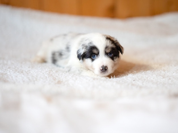 Mini's Red Mountain - Chiots disponibles - Berger Américain Miniature 