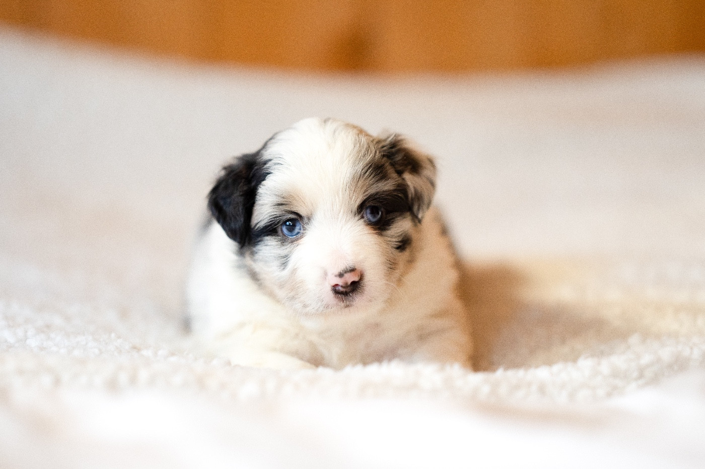 Mini's Red Mountain - Chiots disponibles - Berger Américain Miniature 