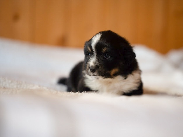 Mini's Red Mountain - Chiots disponibles - Berger Américain Miniature 