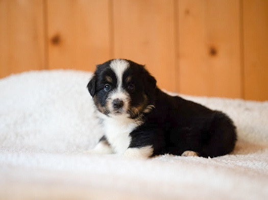 Mini's Red Mountain - Chiots disponibles - Berger Américain Miniature 