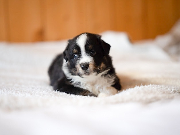 Mini's Red Mountain - Chiots disponibles - Berger Américain Miniature 