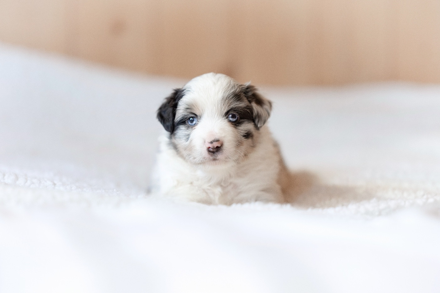 Mini's Red Mountain - Chiots disponibles - Berger Américain Miniature 