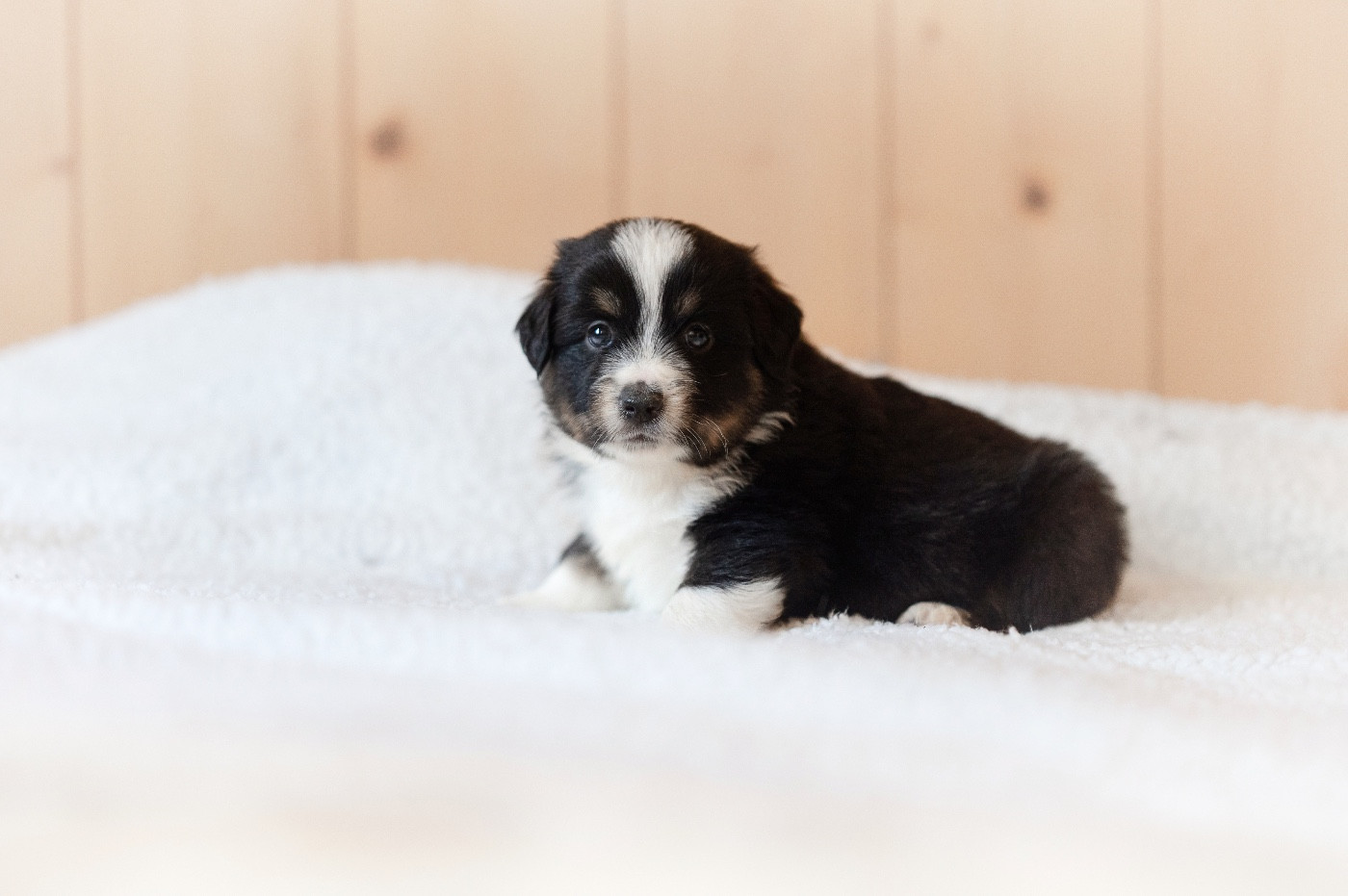 Mini's Red Mountain - Chiots disponibles - Berger Américain Miniature 