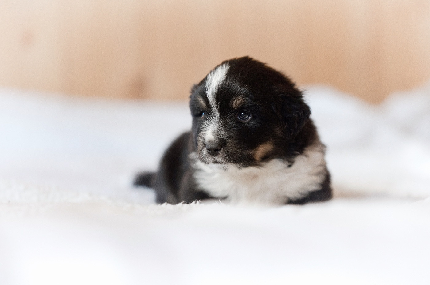 Mini's Red Mountain - Chiots disponibles - Berger Américain Miniature 