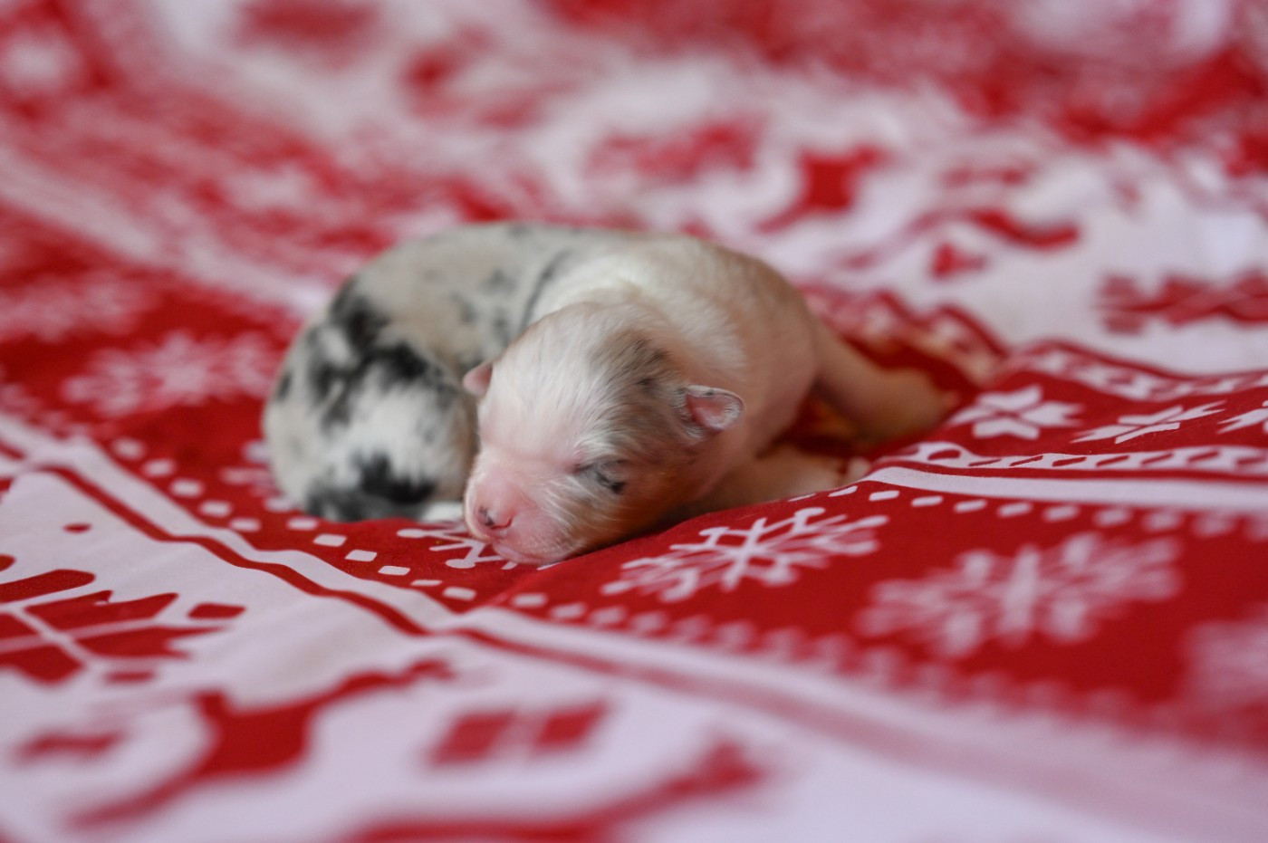 Mini's Red Mountain - Chiots disponibles - Berger Américain Miniature 