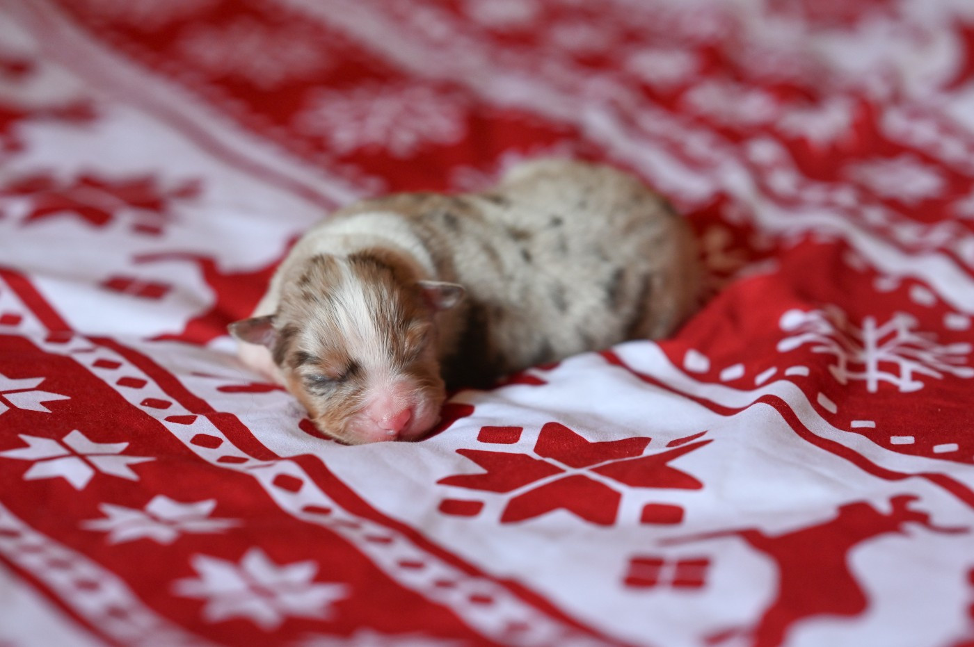 Mini's Red Mountain - Chiots disponibles - Berger Américain Miniature 