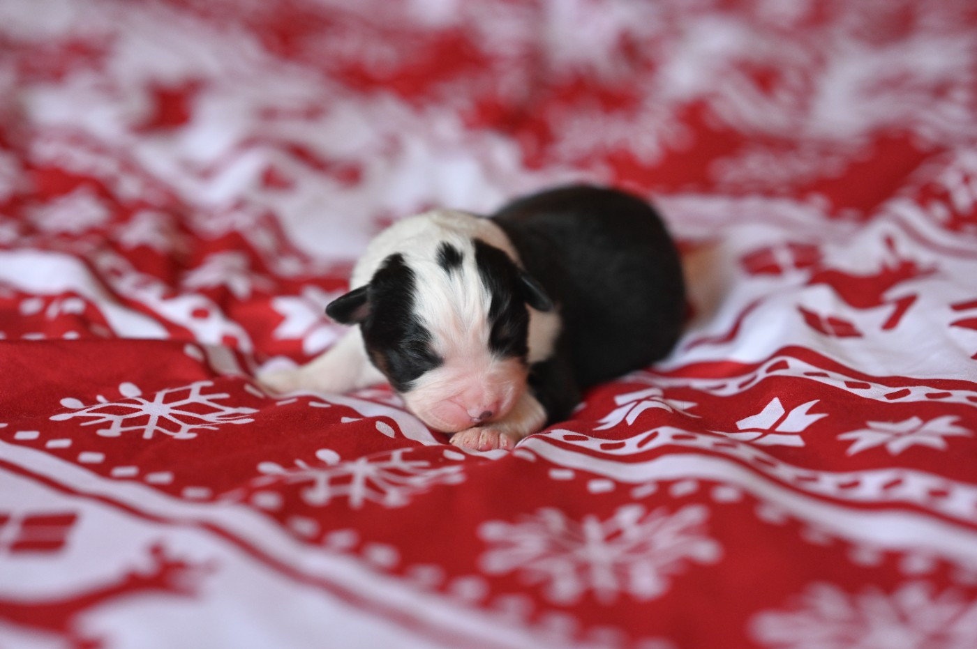 Mini's Red Mountain - Chiots disponibles - Berger Américain Miniature 