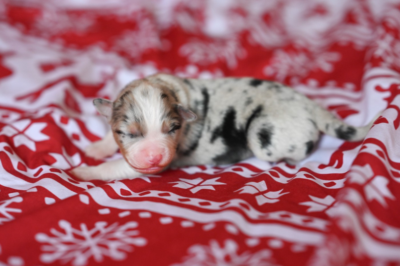 Mini's Red Mountain - Chiots disponibles - Berger Américain Miniature 