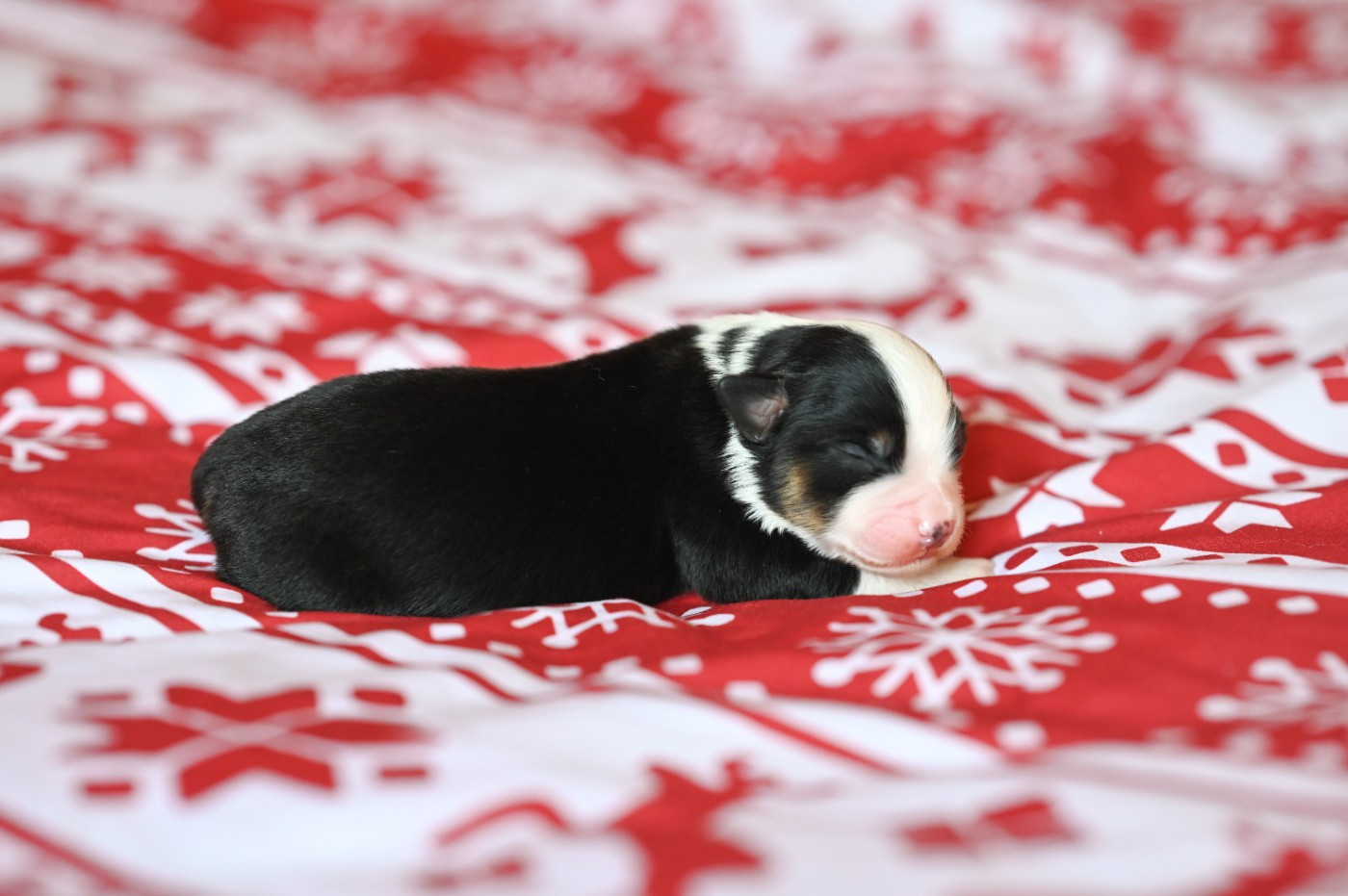 Mini's Red Mountain - Chiots disponibles - Berger Américain Miniature 