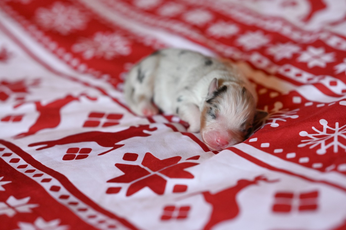 Mini's Red Mountain - Chiots disponibles - Berger Américain Miniature 