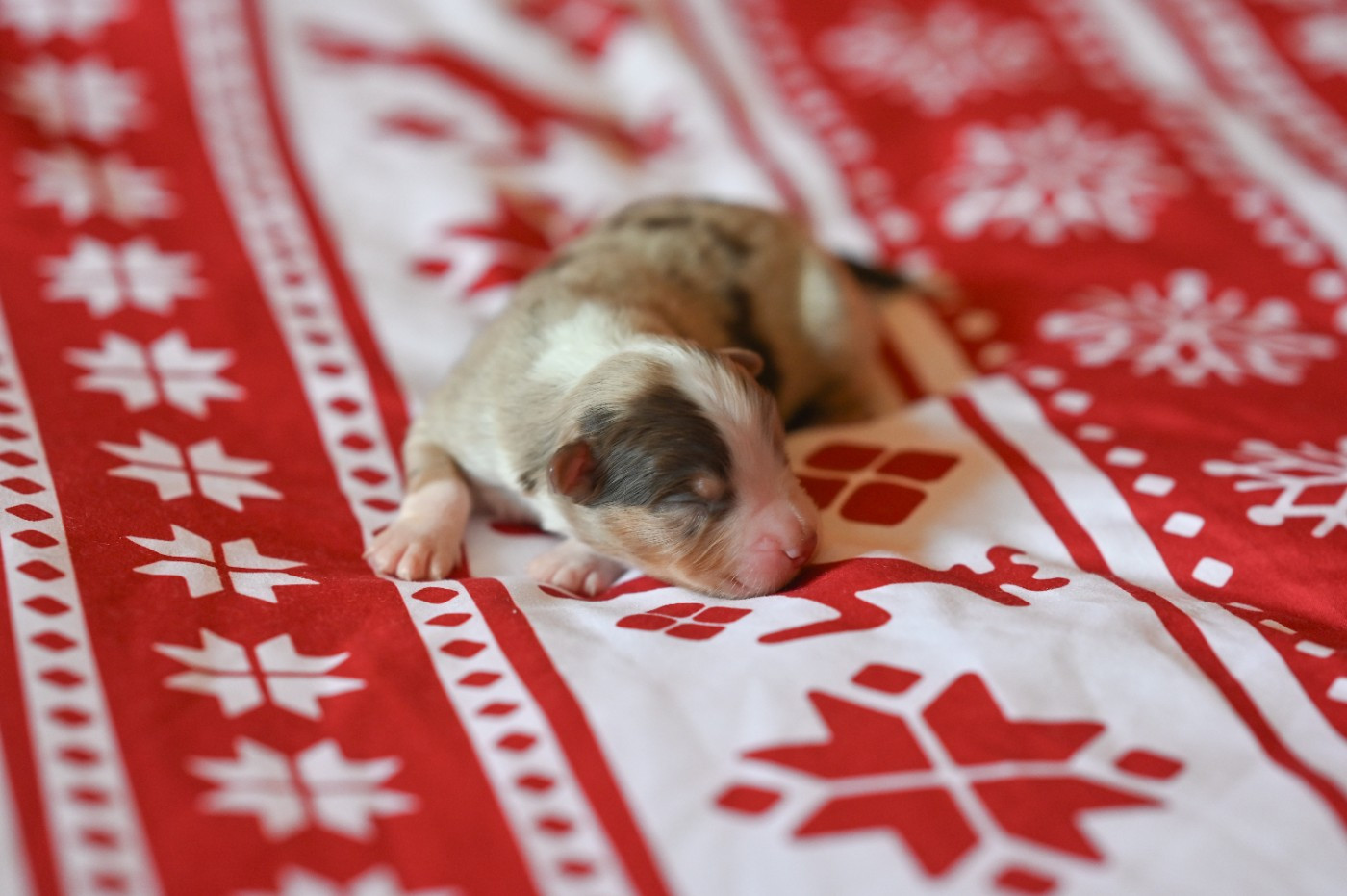 Mini's Red Mountain - Chiots disponibles - Berger Américain Miniature 