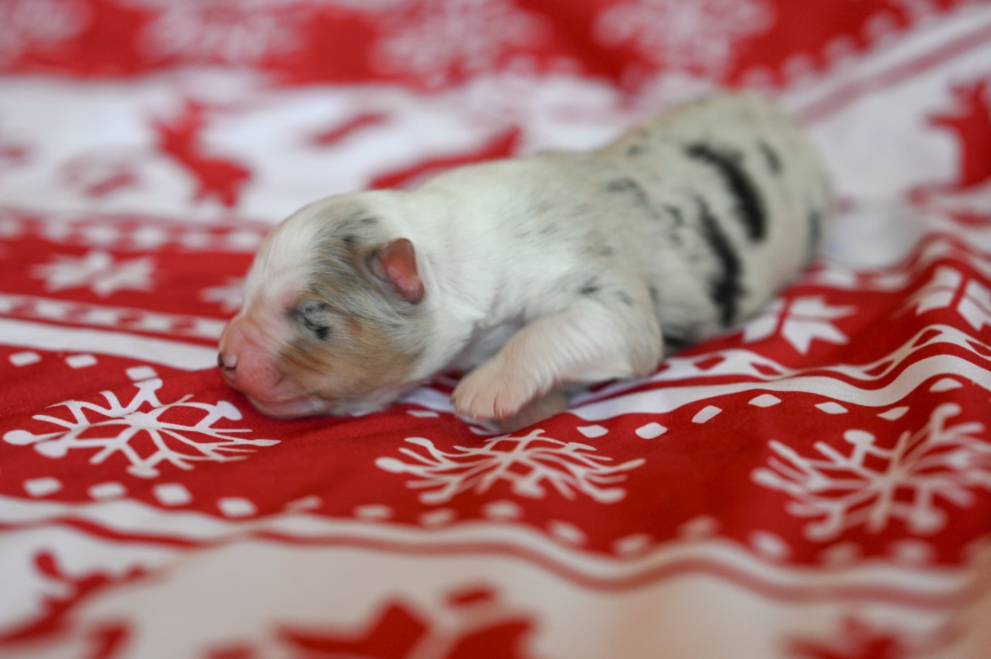 Mini's Red Mountain - Chiots disponibles - Berger Américain Miniature 