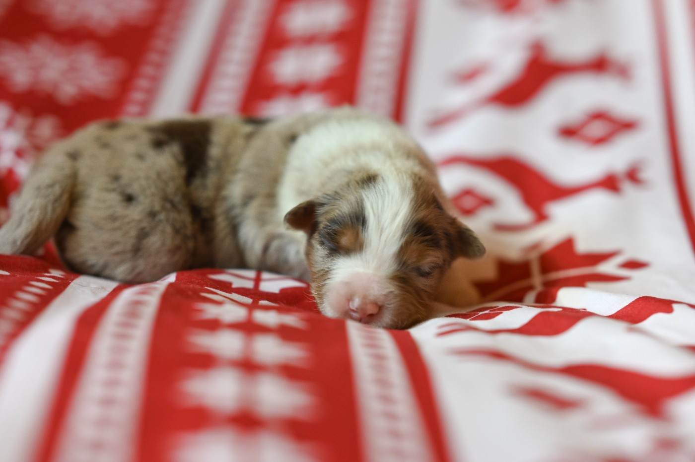 Mini's Red Mountain - Chiots disponibles - Berger Américain Miniature 