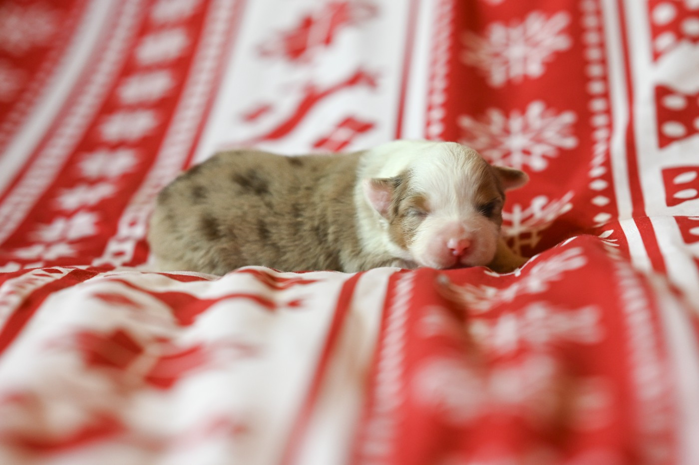 Mini's Red Mountain - Chiots disponibles - Berger Américain Miniature 