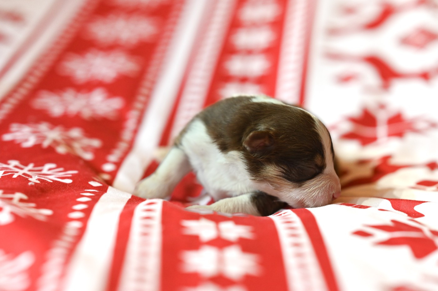 Mini's Red Mountain - Chiots disponibles - Berger Américain Miniature 