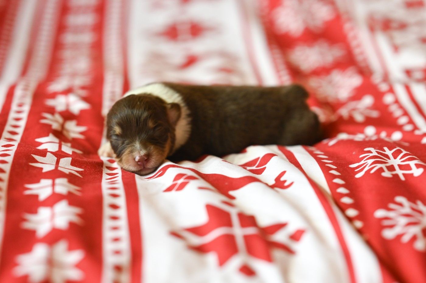 Mini's Red Mountain - Chiots disponibles - Berger Américain Miniature 