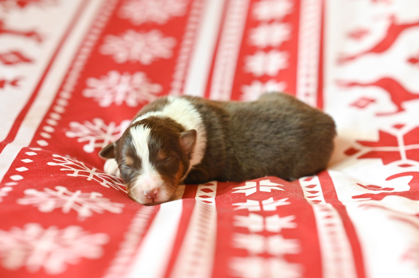 Mini's Red Mountain - Chiots disponibles - Berger Américain Miniature 