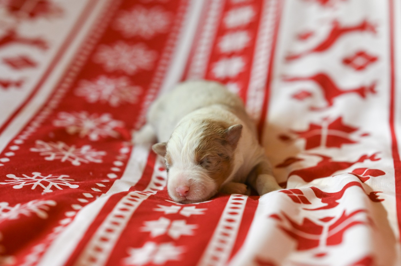 Mini's Red Mountain - Chiots disponibles - Berger Américain Miniature 