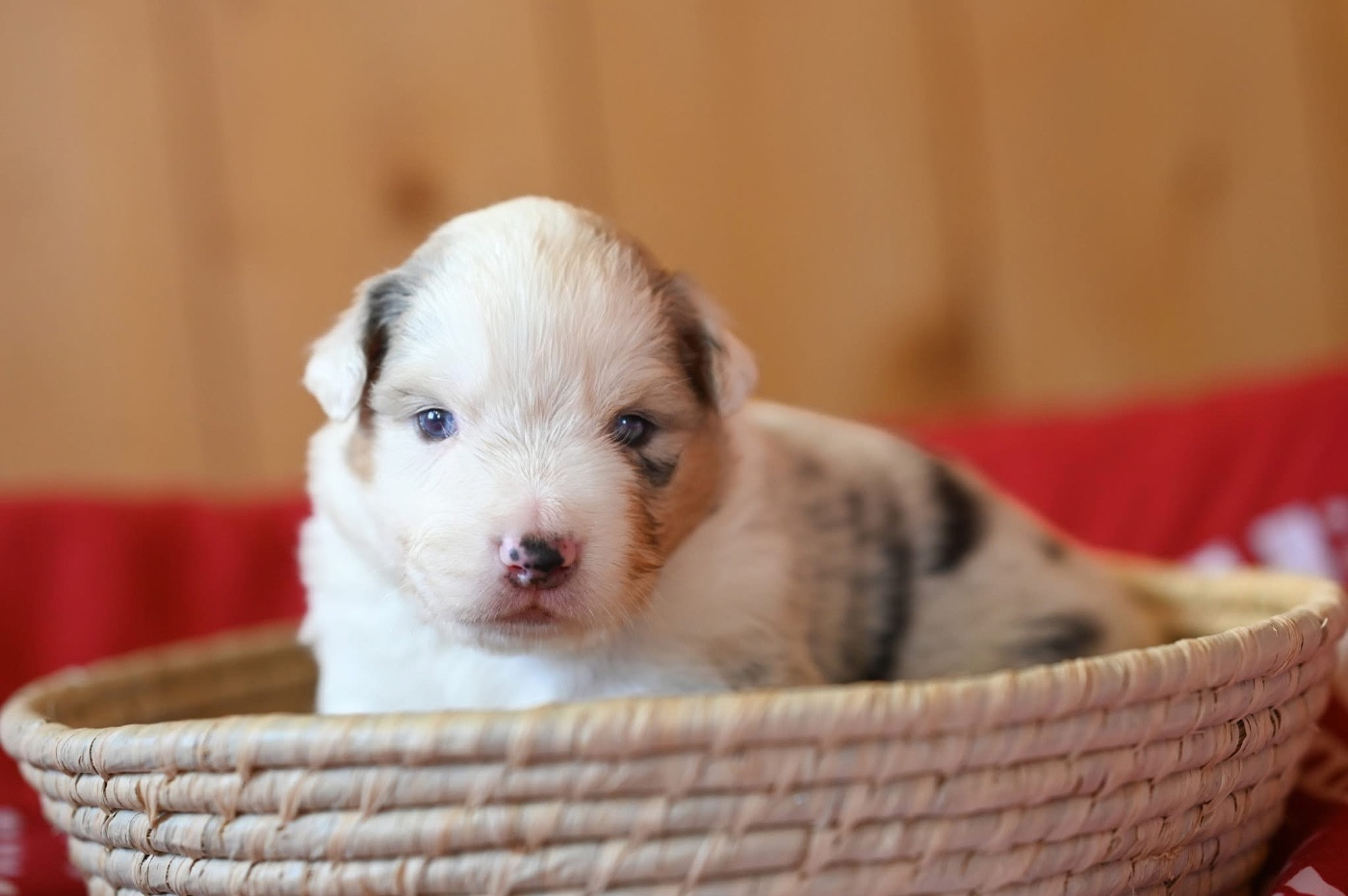 Mini's Red Mountain - Chiots disponibles - Berger Américain Miniature 