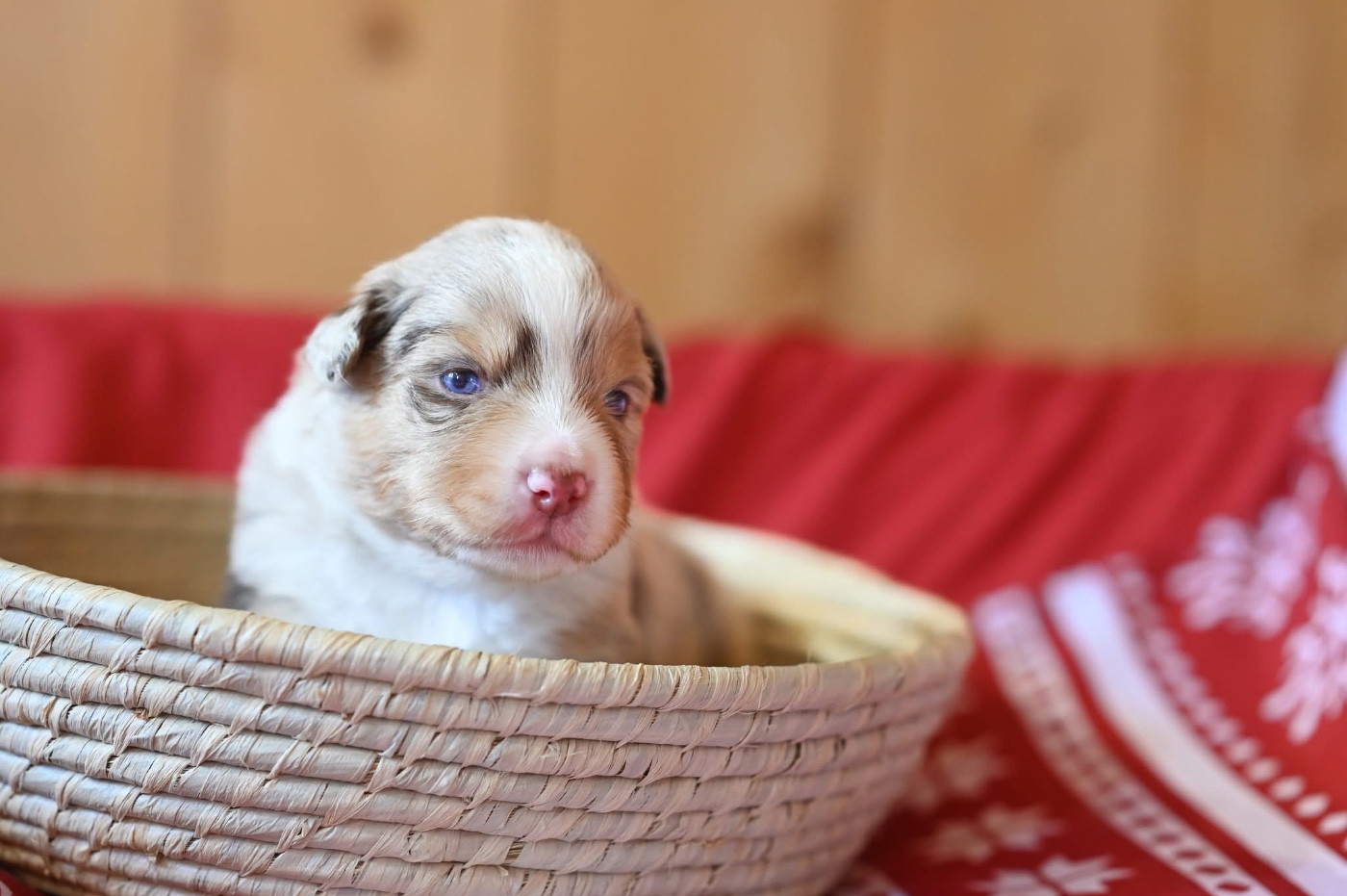 Mini's Red Mountain - Chiots disponibles - Berger Américain Miniature 