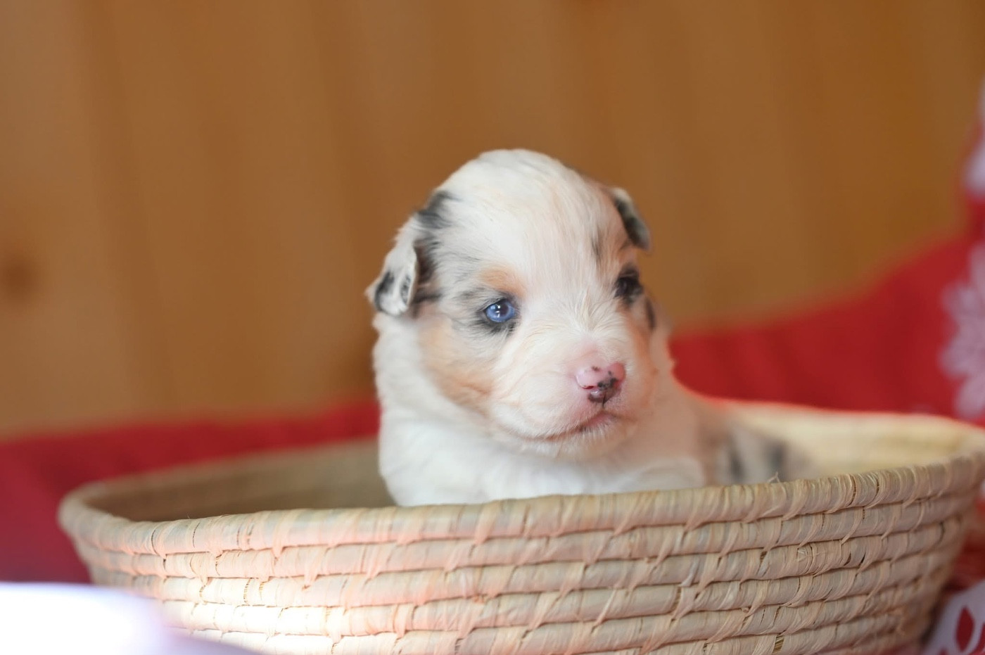 Mini's Red Mountain - Chiots disponibles - Berger Américain Miniature 