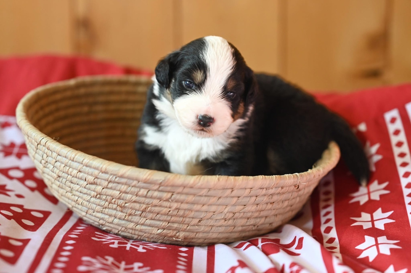 Mini's Red Mountain - Chiots disponibles - Berger Américain Miniature 