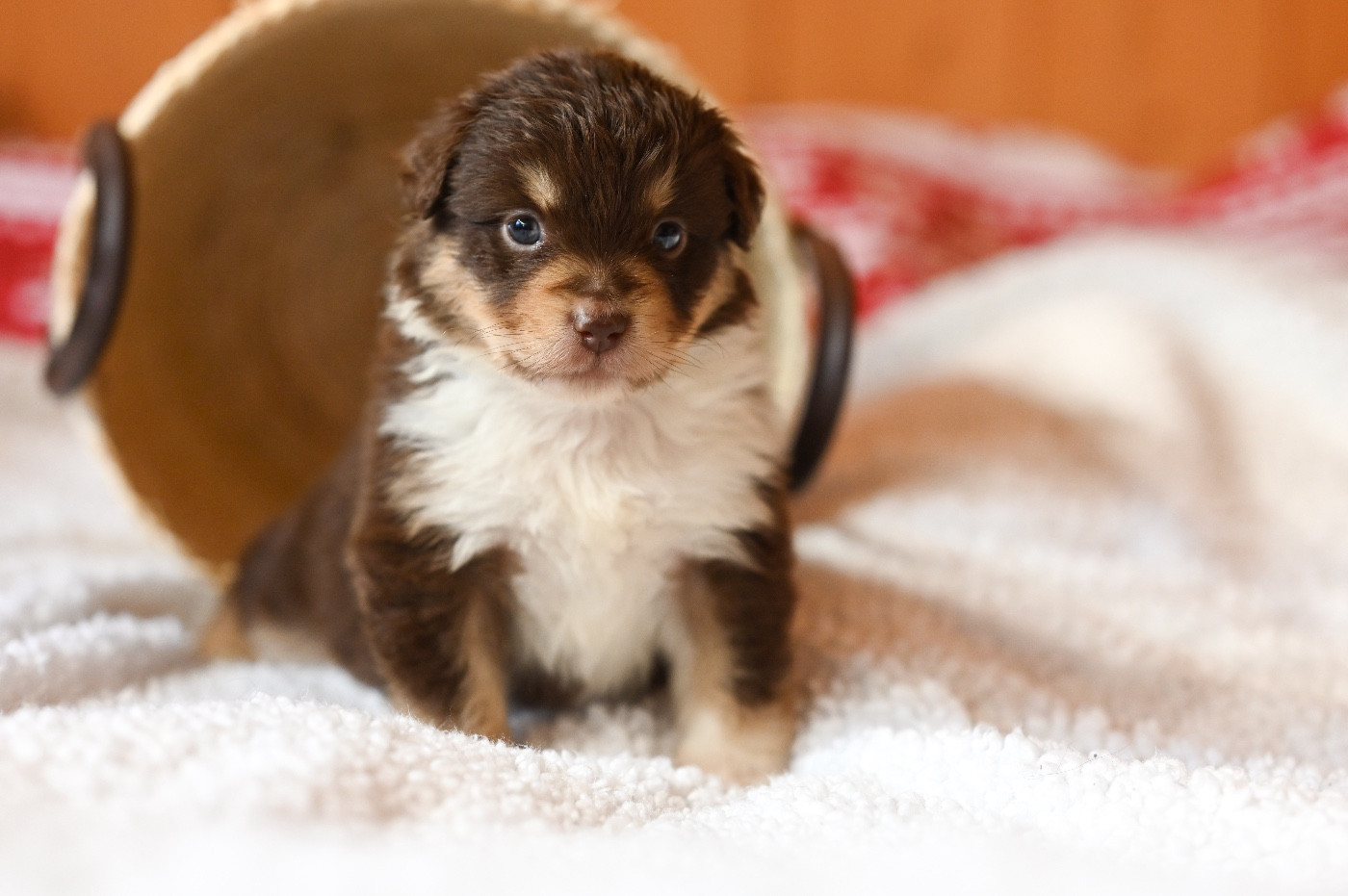 Mini's Red Mountain - Chiots disponibles - Berger Américain Miniature 