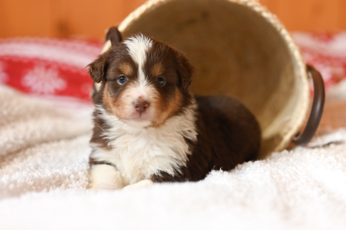 Mini's Red Mountain - Chiots disponibles - Berger Américain Miniature 