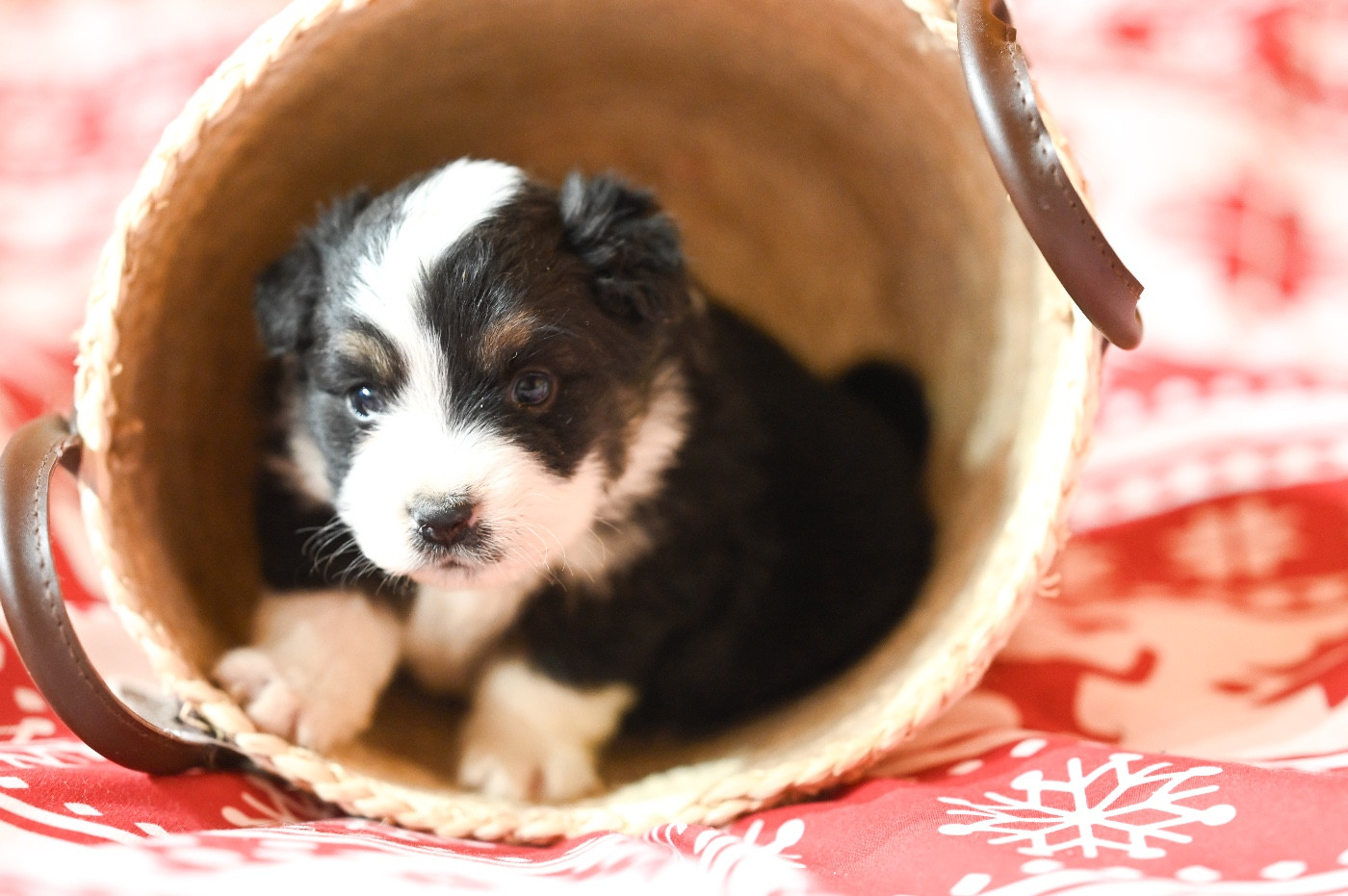 Mini's Red Mountain - Chiots disponibles - Berger Américain Miniature 