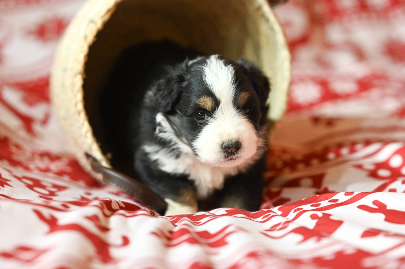 Mini's Red Mountain - Chiots disponibles - Berger Américain Miniature 