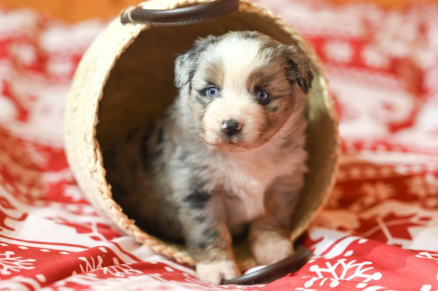 Mini's Red Mountain - Chiots disponibles - Berger Américain Miniature 