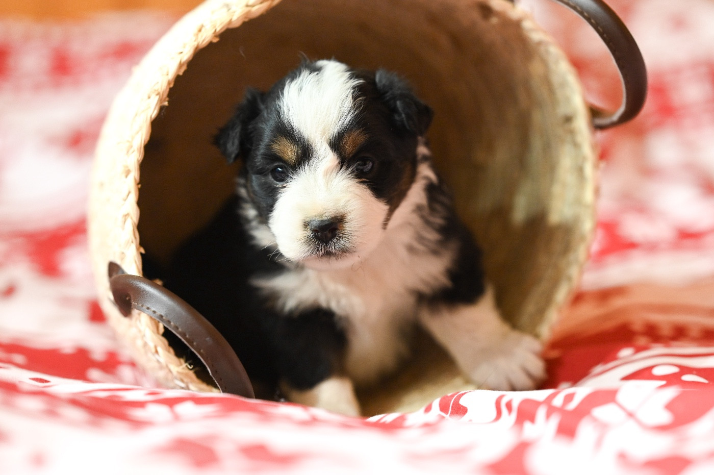 Mini's Red Mountain - Chiots disponibles - Berger Américain Miniature 