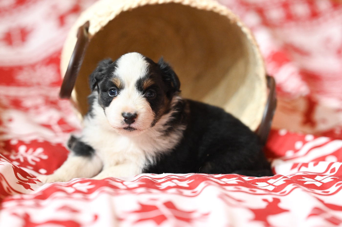 Mini's Red Mountain - Chiots disponibles - Berger Américain Miniature 