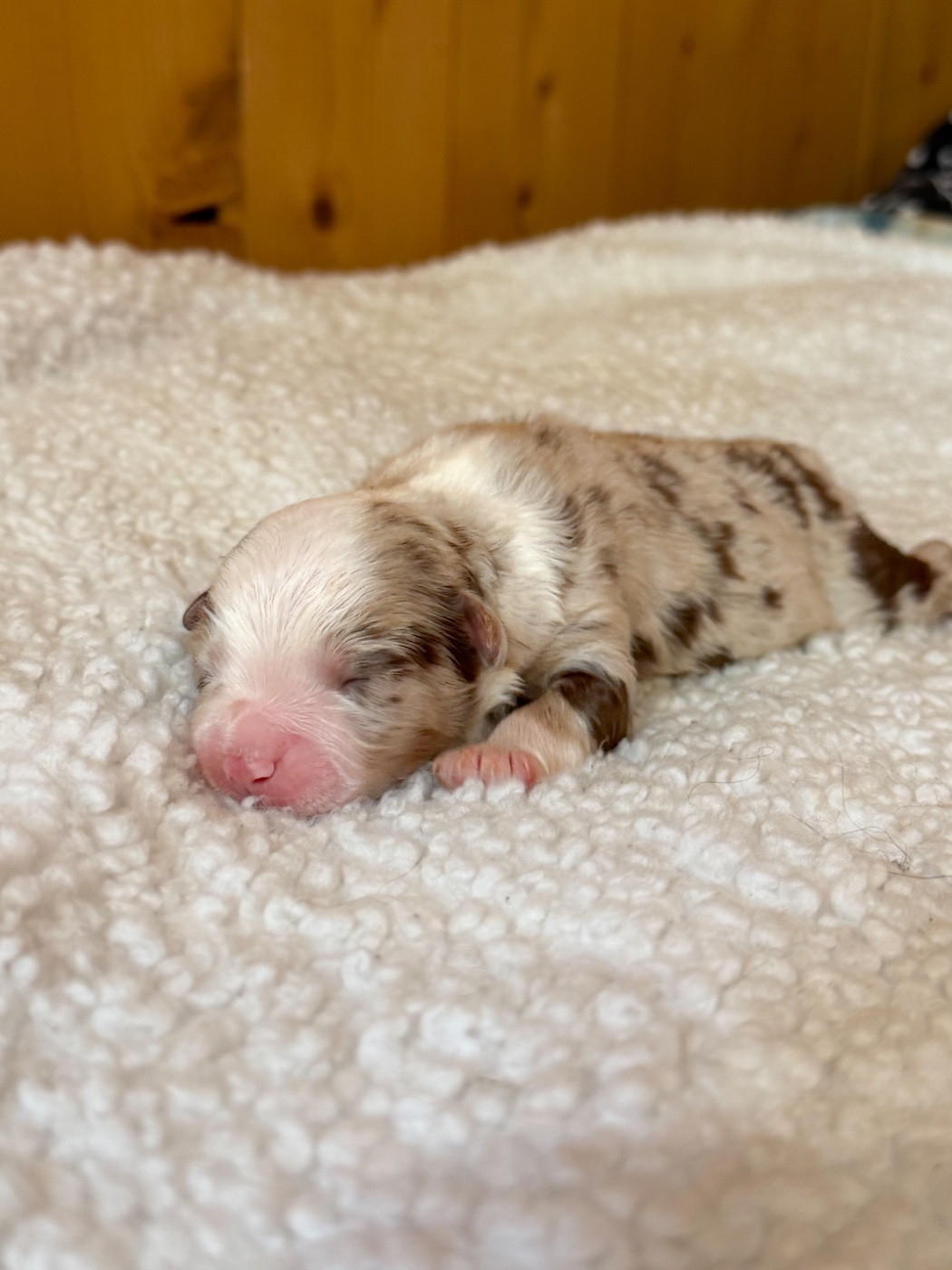 Mini's Red Mountain - Chiots disponibles - Berger Américain Miniature 