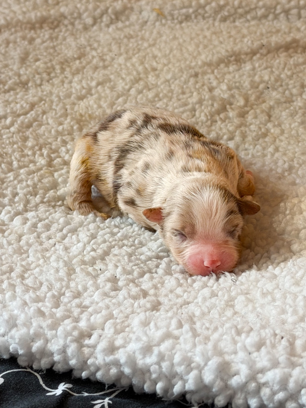 Mini's Red Mountain - Chiots disponibles - Berger Américain Miniature 